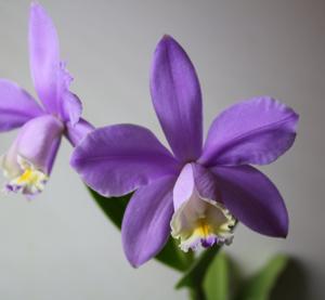 Cattleya harrisoniana