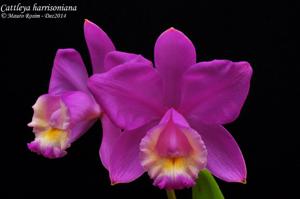 Cattleya harrisoniana