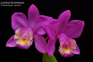 Cattleya harrisoniana