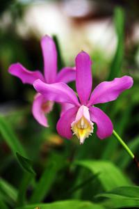 Cattleya harrisoniana