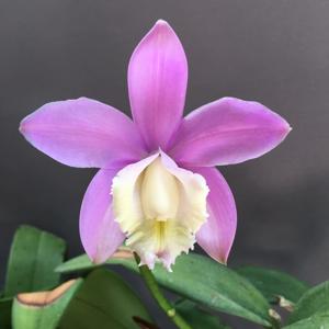 Cattleya harrisoniana