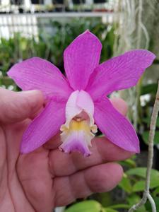 Cattleya harrisoniana