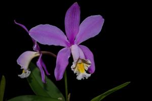 Cattleya harrisoniana