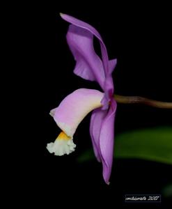 Cattleya harrisoniana