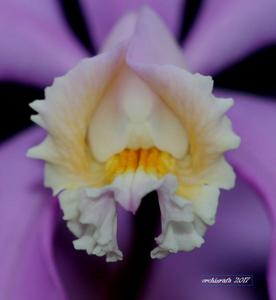 Cattleya harrisoniana