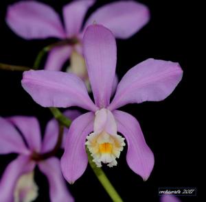 Cattleya harrisoniana