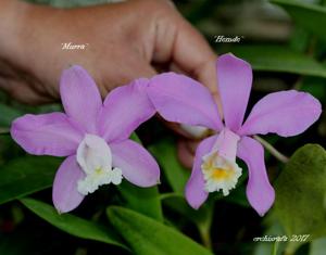 Cattleya harrisoniana