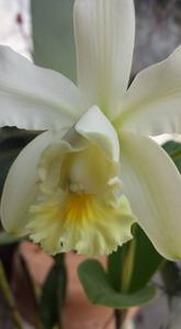 Cattleya harrisoniana