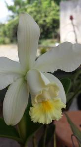 Cattleya harrisoniana var. alba