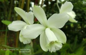 Cattleya harrisoniana