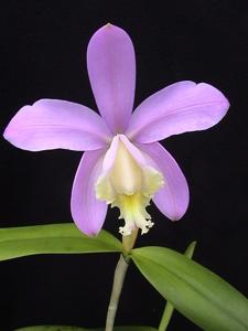 Cattleya harrisoniana