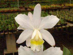 Cattleya harrisoniana