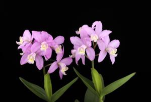 Cattleya harrisoniana