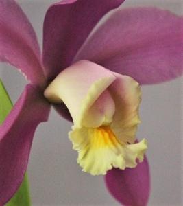 Cattleya loddigesii var. harrisoniae