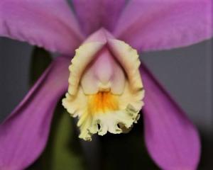 Cattleya loddigesii var. harrisoniae