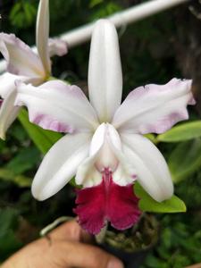 Cattleya intermedia