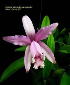 Cattleya intermedia