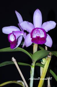 Cattleya intermedia