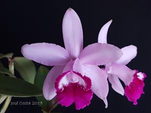 Cattleya intermedia