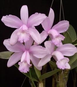 Cattleya intermedia