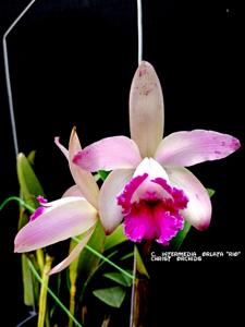 Cattleya intermedia