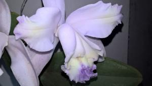 Cattleya intermedia