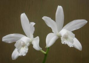 Cattleya intermedia