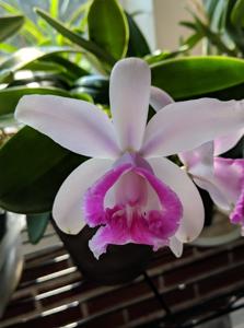 Cattleya intermedia