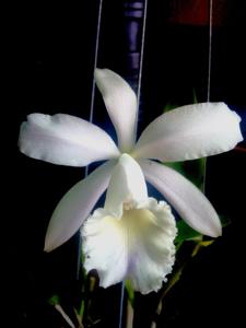 Cattleya intermedia