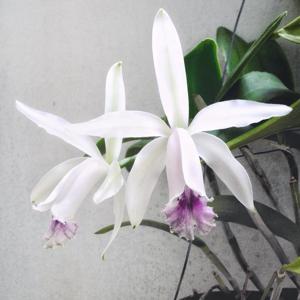 Cattleya intermedia