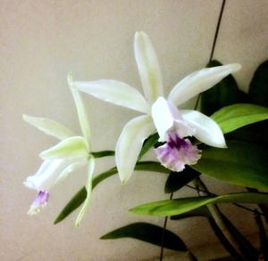 Cattleya intermedia