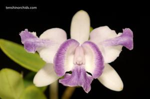 Cattleya intermedia