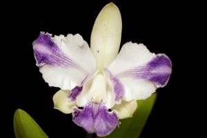 Cattleya intermedia