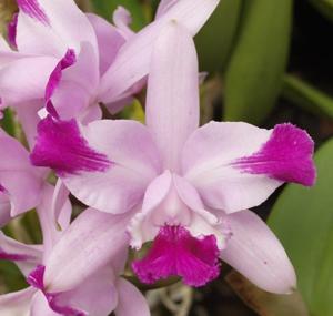 Cattleya intermedia