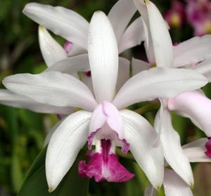 Cattleya intermedia