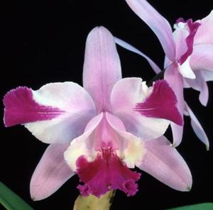 Cattleya intermedia