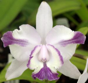 Cattleya intermedia