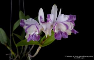 Cattleya intermedia