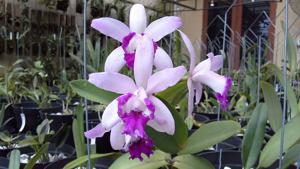 Cattleya intermedia