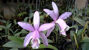 Cattleya intermedia