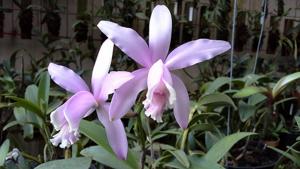 Cattleya intermedia