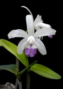 Cattleya intermedia