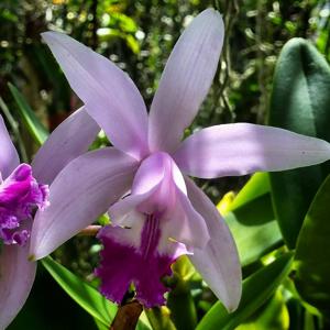 Cattleya intermedia