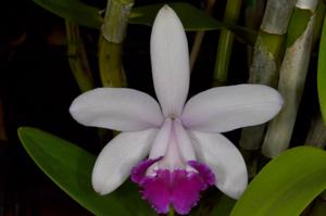 Cattleya intermedia