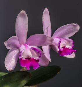 Cattleya intermedia