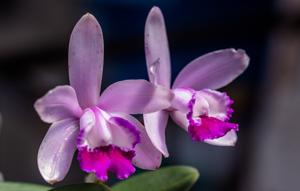 Cattleya intermedia