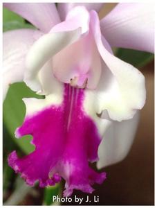 Cattleya intermedia