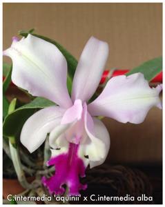 Cattleya intermedia