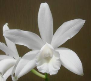 Cattleya intermedia