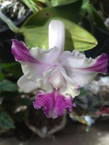 Cattleya intermedia